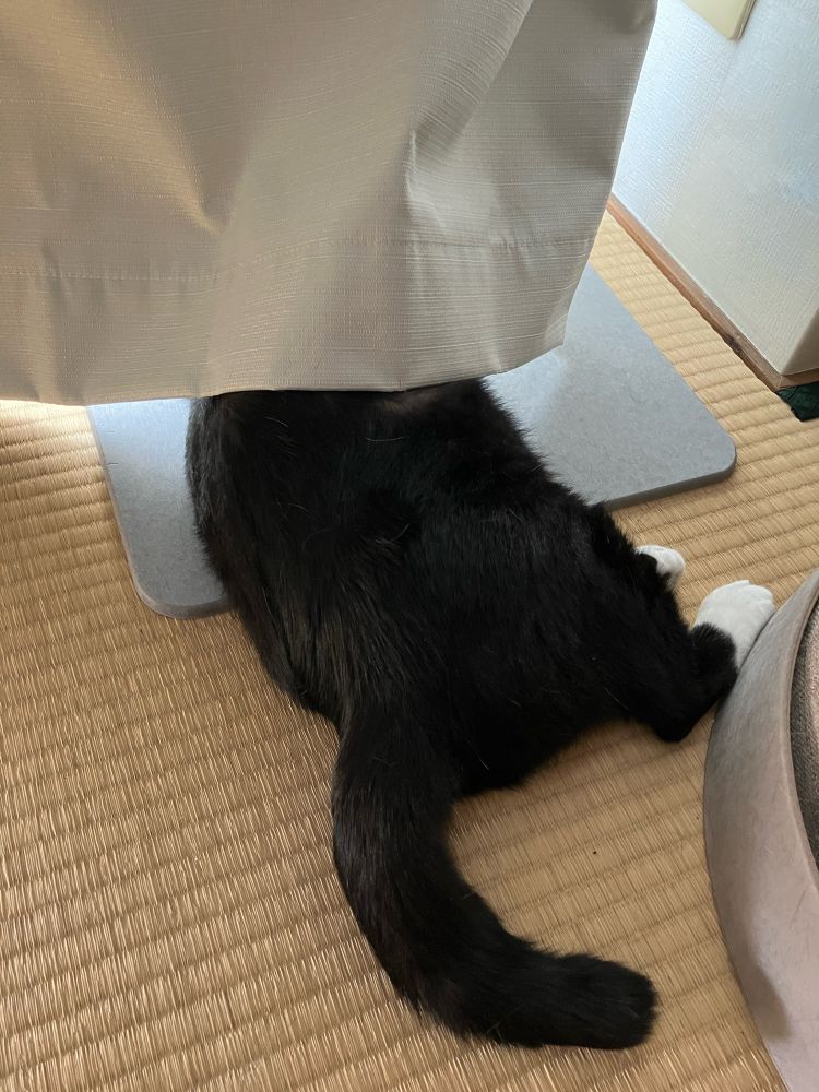 カーテンに隠れて下半身丸出しの猫