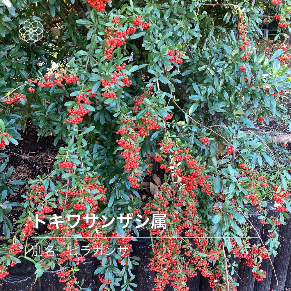 南天？ピラカンサ？の植栽