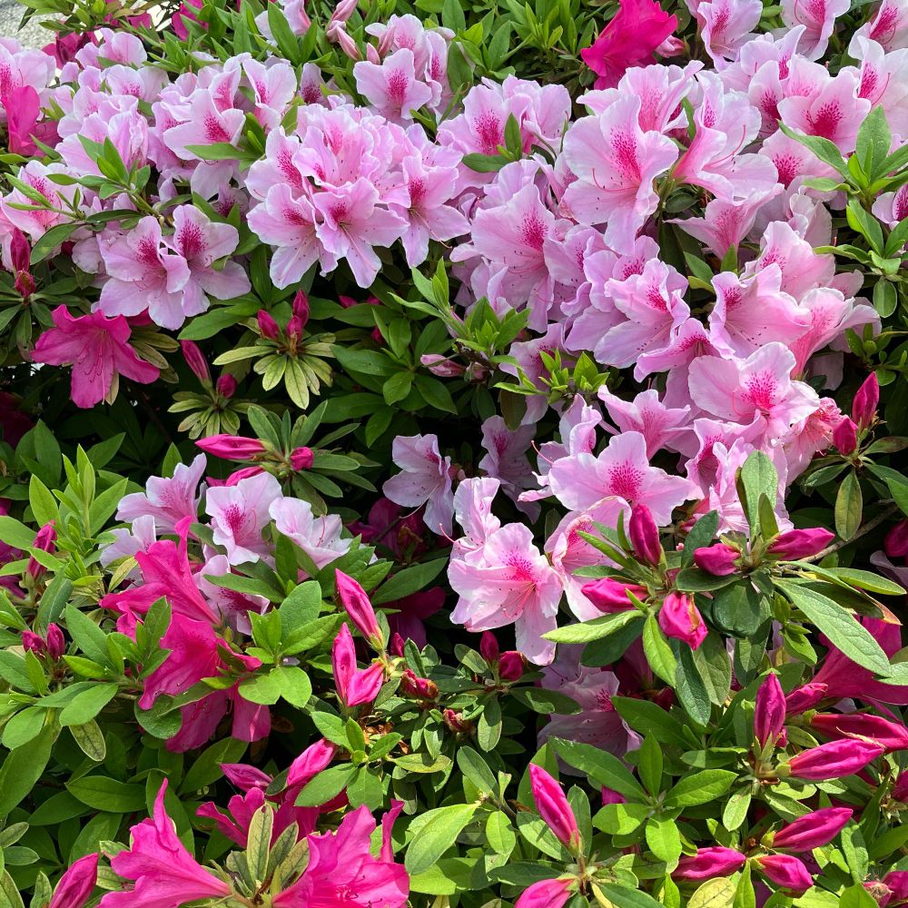 植樹帯のツツジの花（淡いピンクとと鮮やかなピンク）