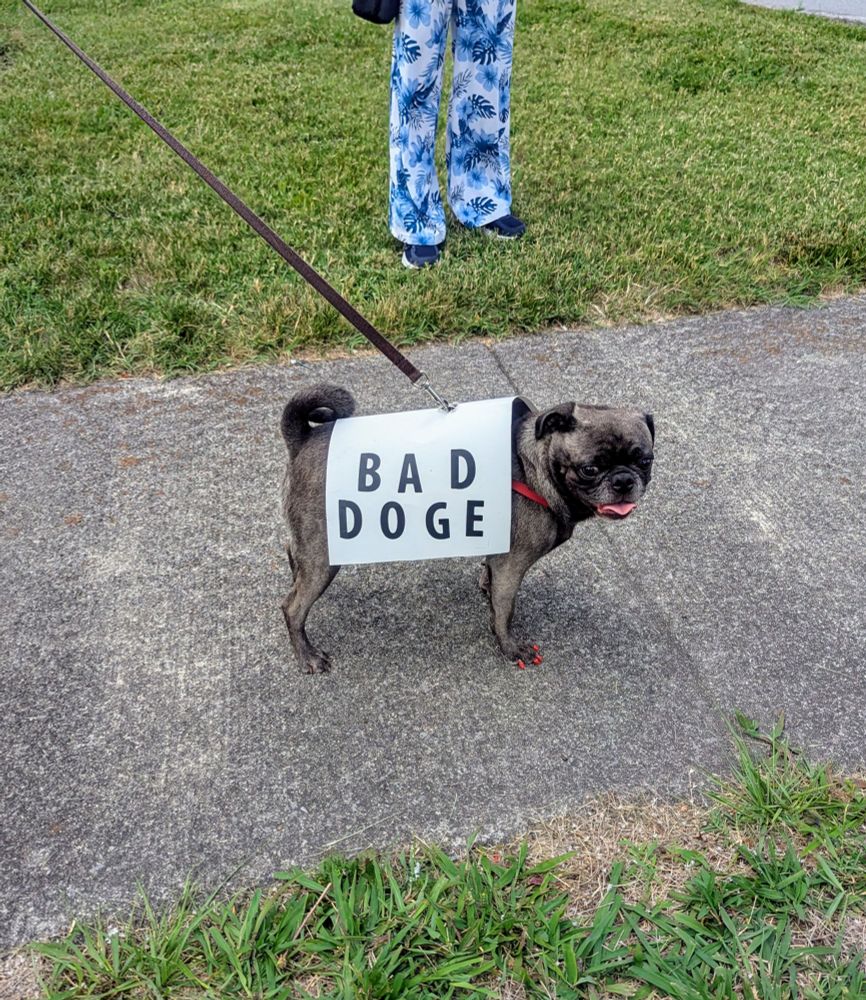 Small grey and black pug on a leash, wearing a sign that says "Bad Doge"