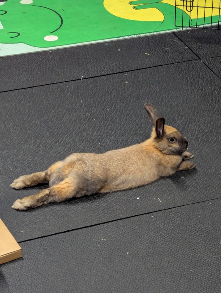 Brown rabbit laying on a rubber mat with their legs stretched out behind them. 