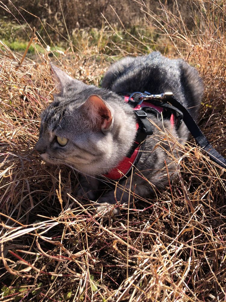 枯れ草とふわふわねこ