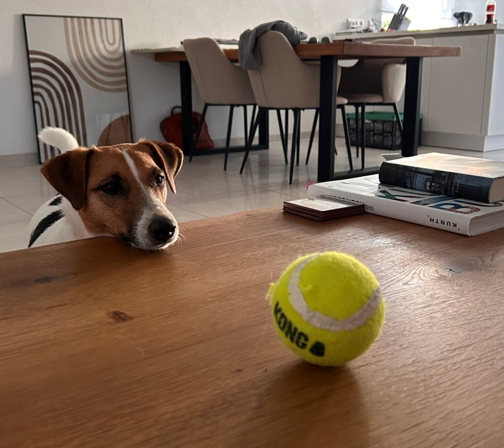 Ein Tennisball liegt unerreichbar auf einem Tisch. Mein Hand hat seine Schnauze auf den Rand des Tisches gelegt und schaut sehnsüchtig den Ball an