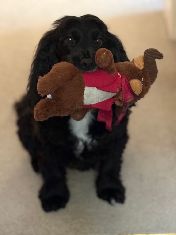 My baby gurl spaniel, matador bull toy gripped in her mouth, looking gorgeous with her long curly ears and little white blaze on her chest