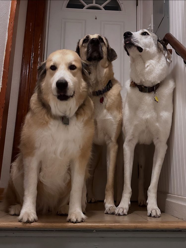 Three rescue dogs, an akbash, an Anatolian shepherd, and a Great Pyrenees, waiting at the top of the stairs for dinner. 