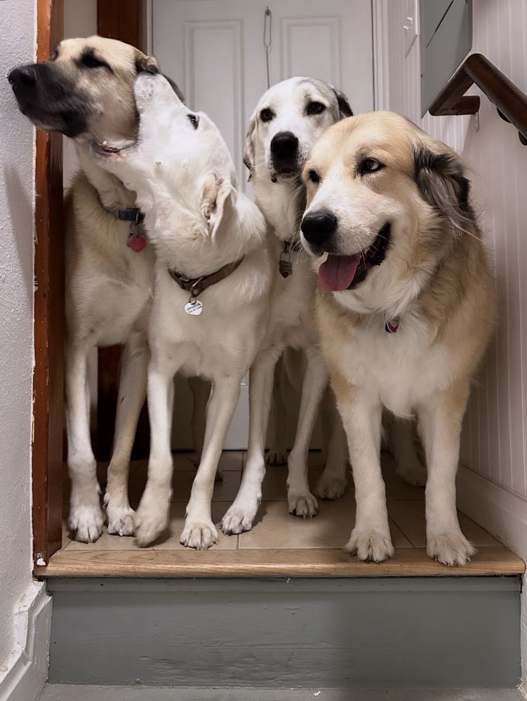 The same dogs in the same spot with different facial expressions and now the akbash puppy is biting the Anatolian shepherd. 
