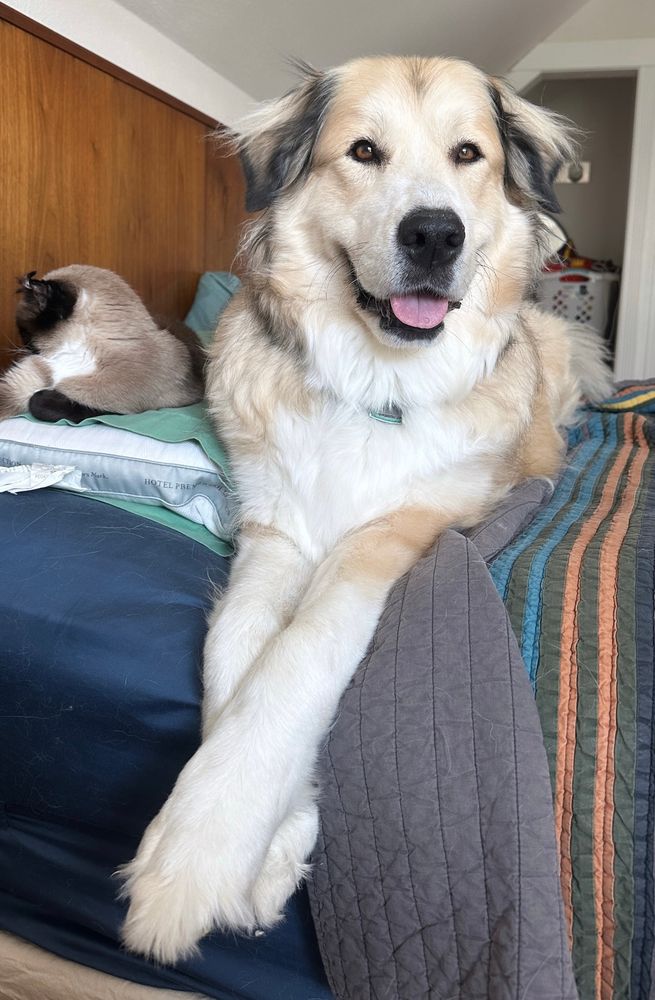 Bianca, Great Pyrenees and greater Swiss mountain dog mix rescue dog, sitting on the edge of a bed smiling with her legs crossed looking gorgeous. Next to her is a sleeping Siamese cat. 