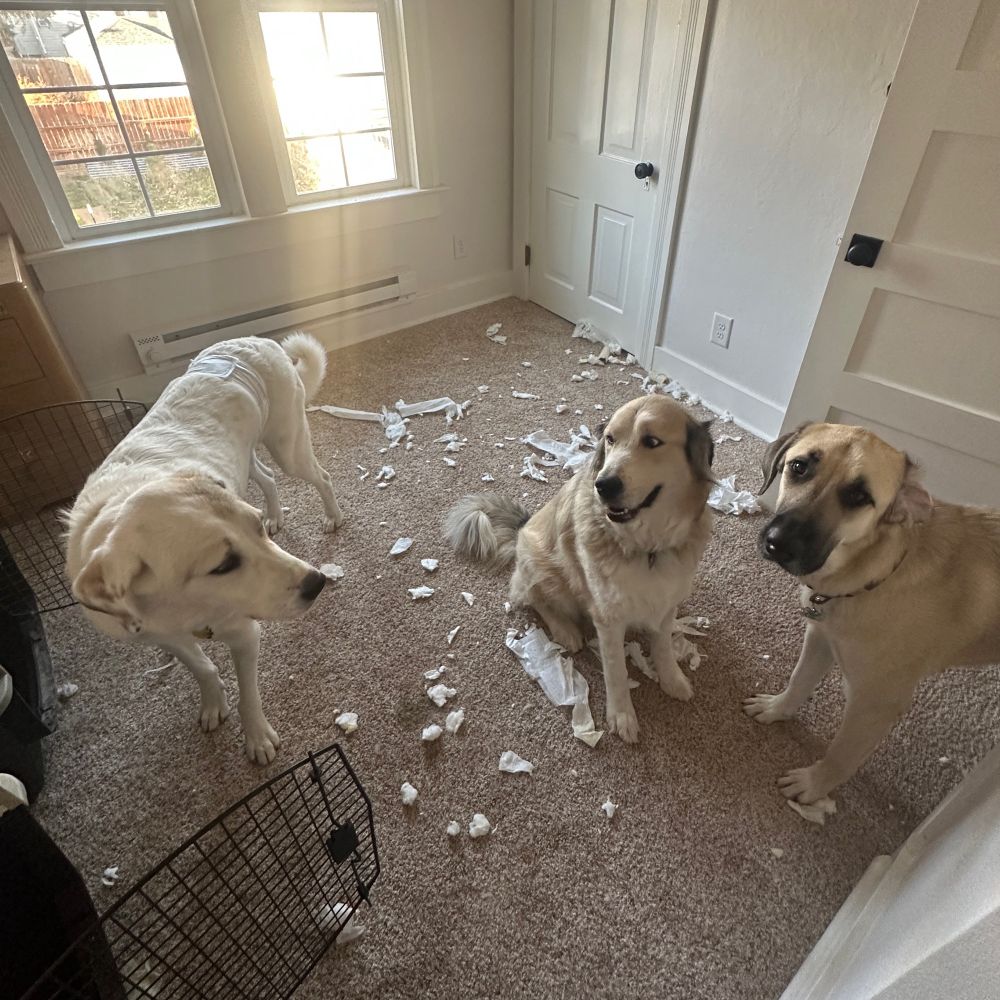 Three large dogs—an Akbash, a Great Pyrenees, and an Anatolian Shepherd—stand in the middle of a huge mess of shredded cotton-material in a bedroom. The Akbash and the Great Pyrenees are glaring at each other and the Anatolian is looking very sad at the camera.