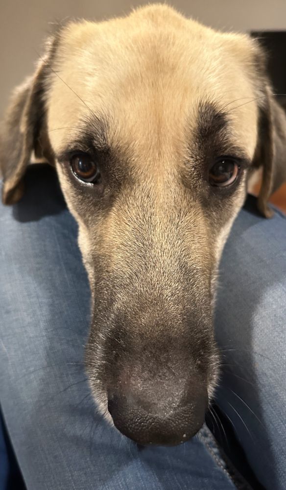 Ferdinand, a 120 pound tawny and black Anatolian shepherd rescue dog, resting his chin on my knees and gazing at me forlornly. 