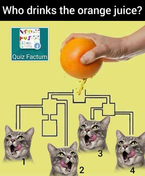 a puzzle branded "quiz factum", titled 'Who drinks the orange juice?'
a crudely drawn maze leads a squeezed orange to one of four cats licking their lips. a keen eye will note that only cat 2 has an unbroken path to the juice
