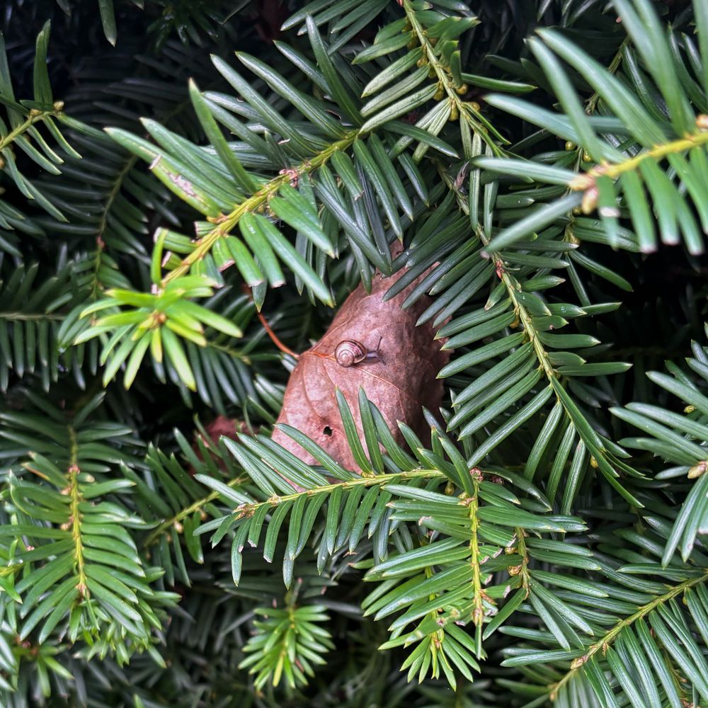 Picture of a tiny snail (approximately half a centimeter) crawling on a fallen leaf in a pine bush