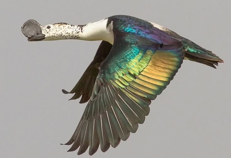 the knob-billed duck in motion, flying, facing left with its wings spread out. iridescent feathers can be seen on the wings. the background is light gray.