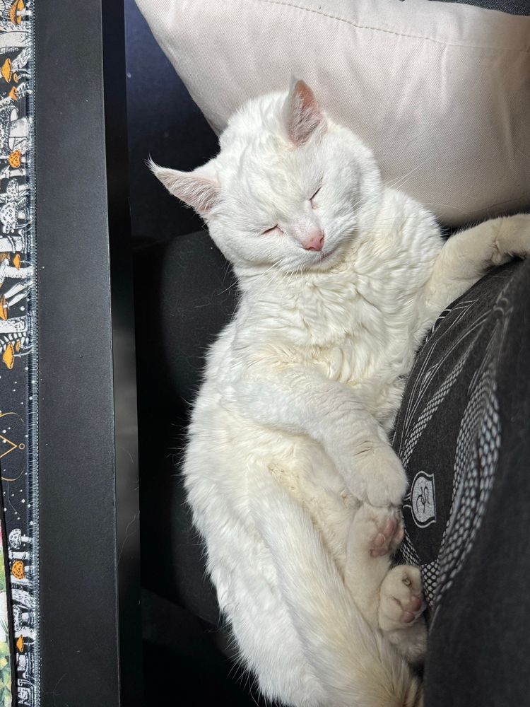 Small white cat, absolutely passed out in my lap