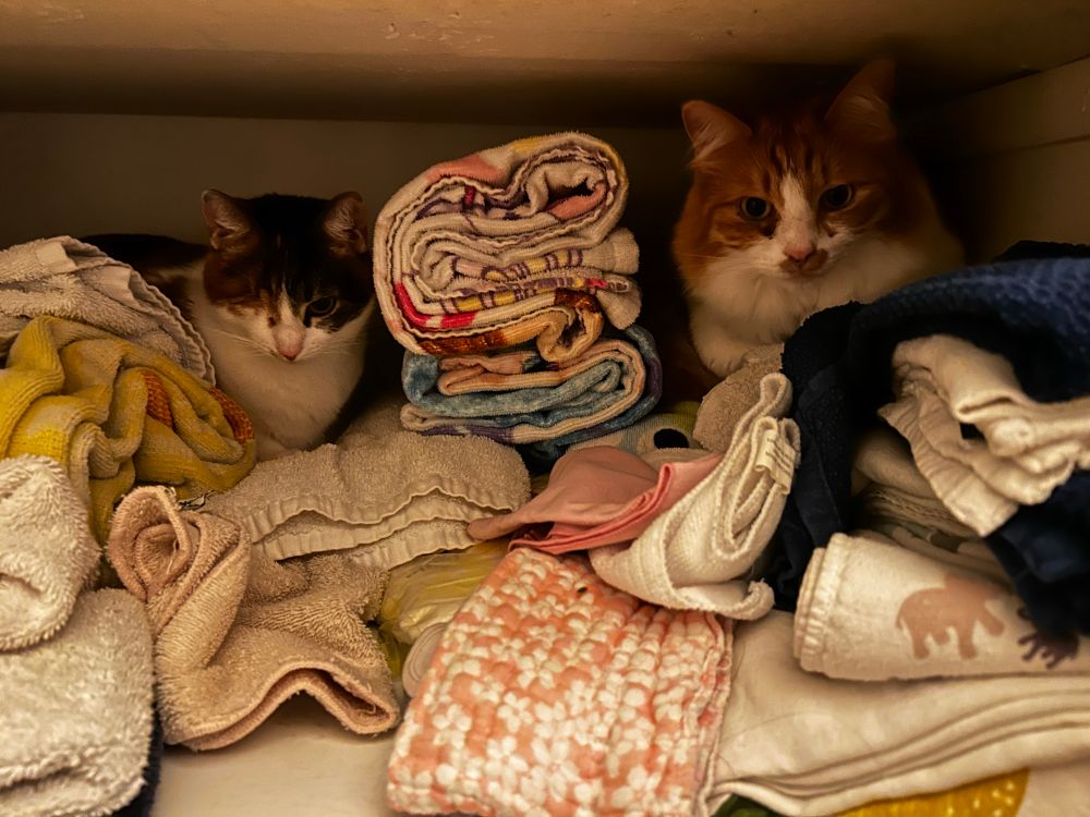Two naughty cats, a calico and an orange tabby, peer out from among somewhat folded towels in a linen closet.