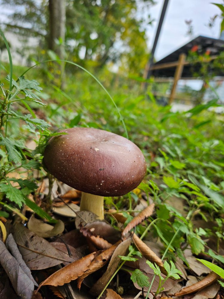 [写真]落ち葉の間から顔を出した、茶色い傘で薄黄色の軸を持ったきのこ。