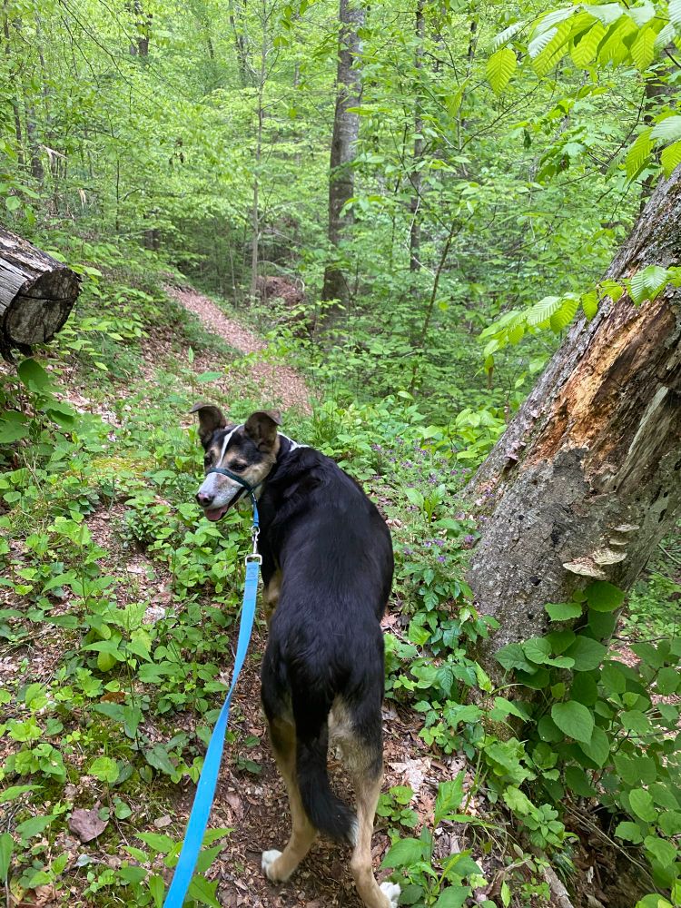 a black dog in the green woods. looking over his left shoulder at the camera. 