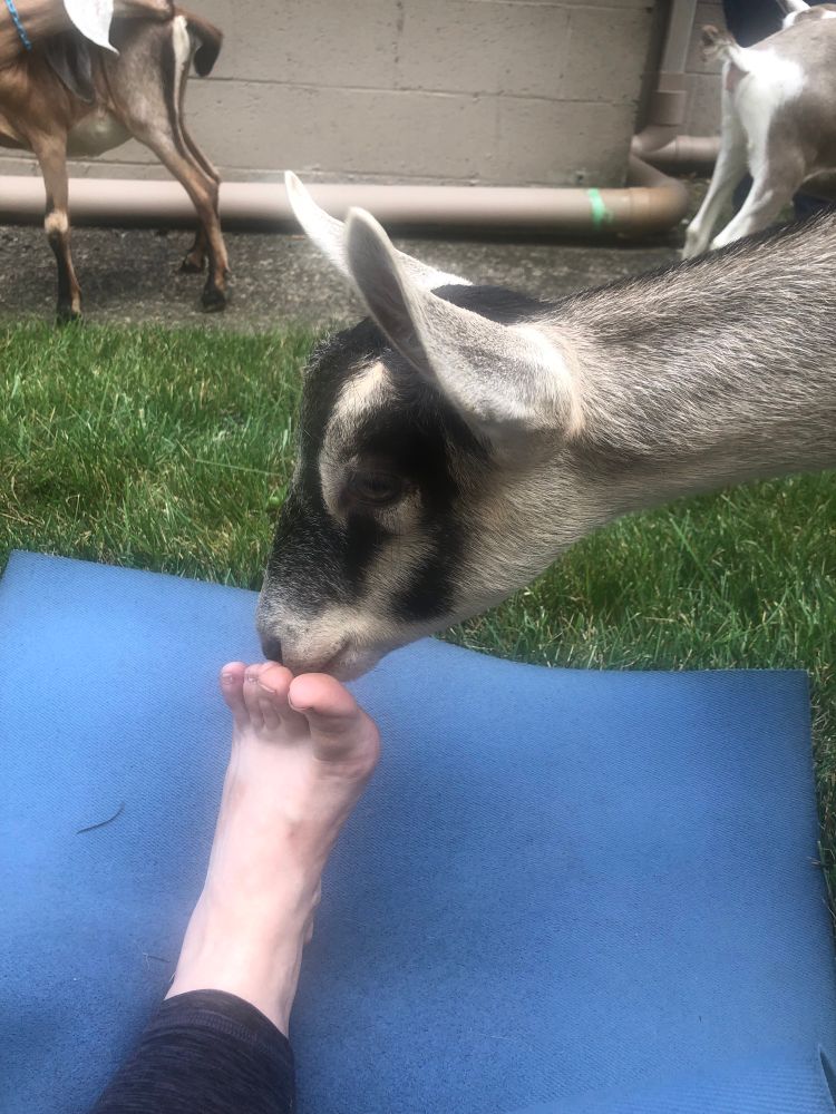 A goat is sniffing my toes 