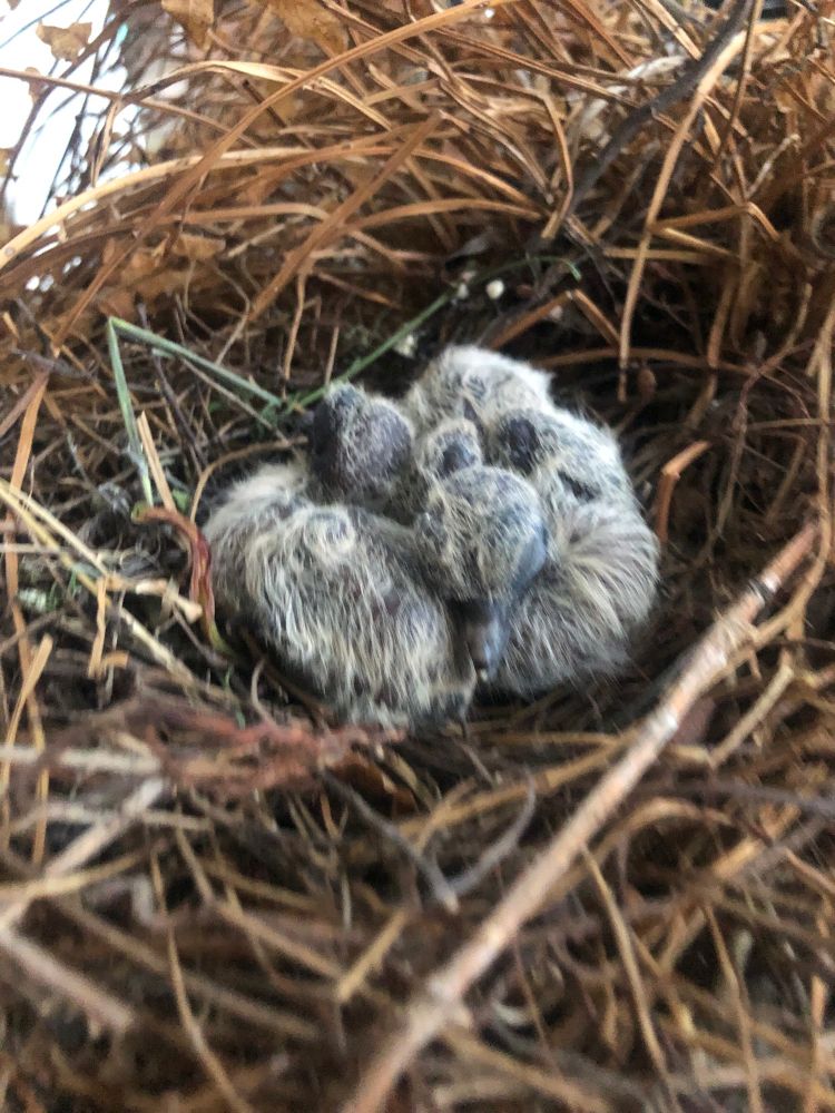 Two newborn baby doves snuggled up together in the nest 