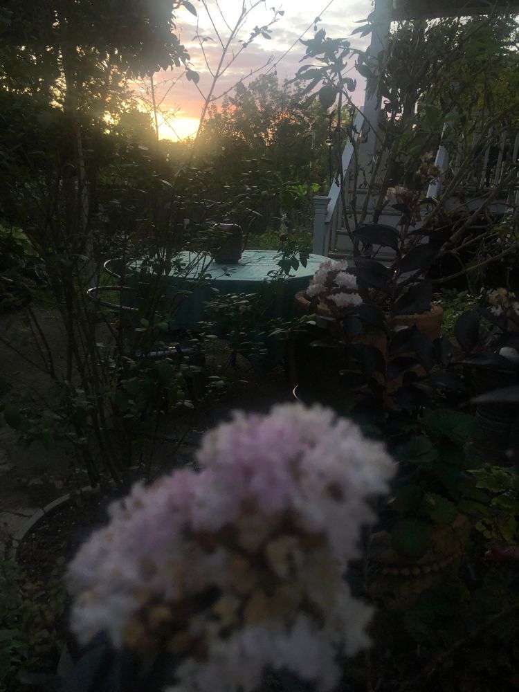 Sunset in my garden with racked focus crape Myrtle in the foreground 
