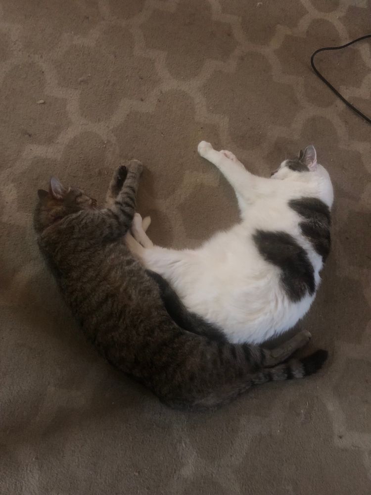 Littermates brown tabby Roey is spooning white and grey Merky’s feet 