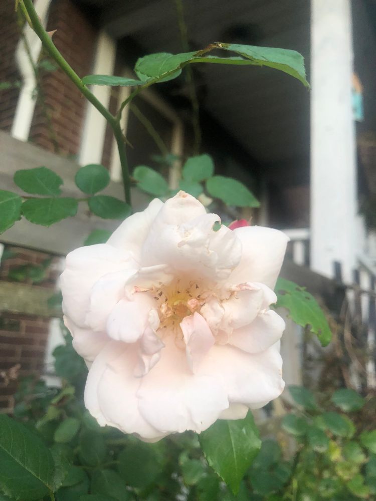 Rosa ‘New Dawn’ having its 4th? 5th? bloom of the season 
