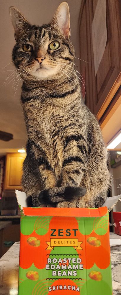 An up close tall image of a perturbed appearing seated cat with tail wrapped around her front paws, on top of a green and red box labeled "zest Delites roasted edamame beans Sriracha"