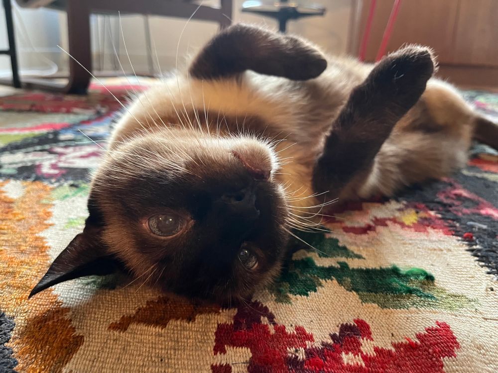 Pippin, a handsome cross-eyed seal point cat sprawled on a woven rug with his head cocked to the side and his paws dangling gently in the air, hungry for pets. 