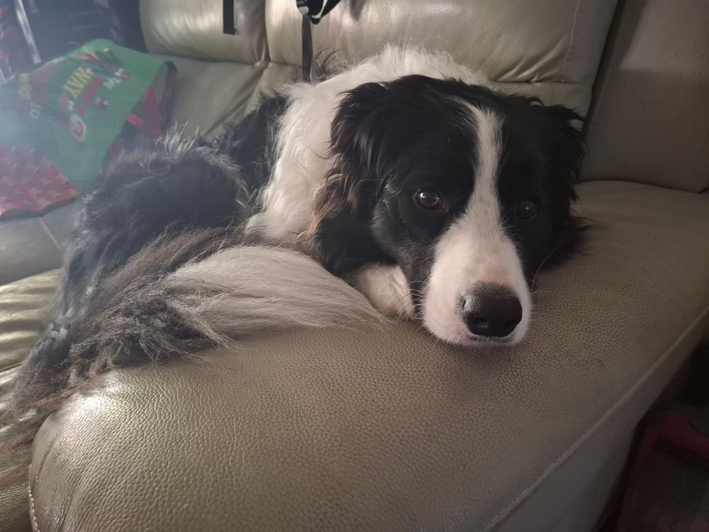 Oreo, the black and white border collie, lays curled up on a tongue looking a little sad. Im sorry Oreo!!! I'll be home soon!!!!