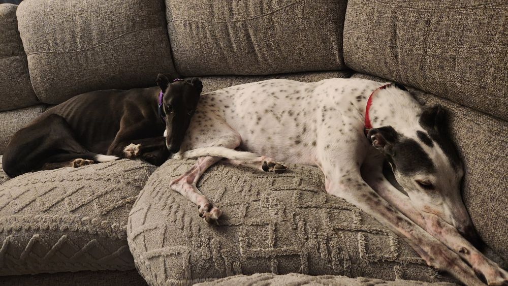 Two Greyhounds, Atari and Westley laying down. Atari has her head resting on Westley's haunch.