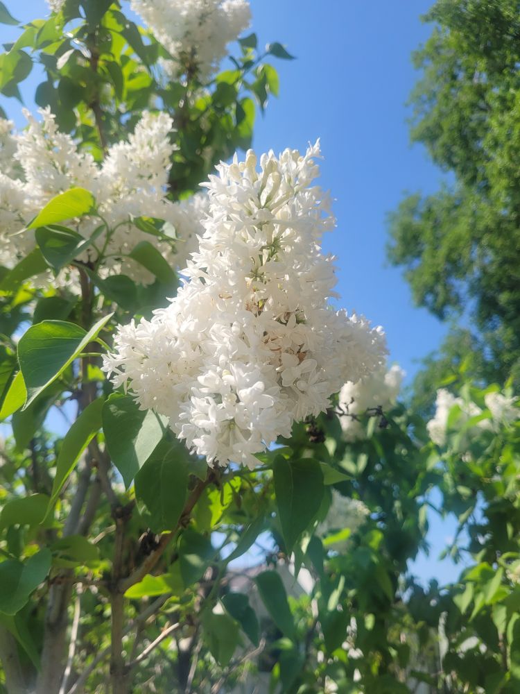 a cluster of white lilac flowers, green leaves against a blue sky
