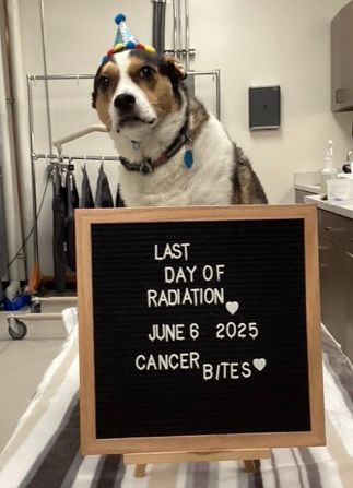 Fizzy the beagle-german shepherd mix is pictured at her vet office wearing a tiny party hat. A sign in front of her reads "last day of radiation June 6 2025, cancer bites"