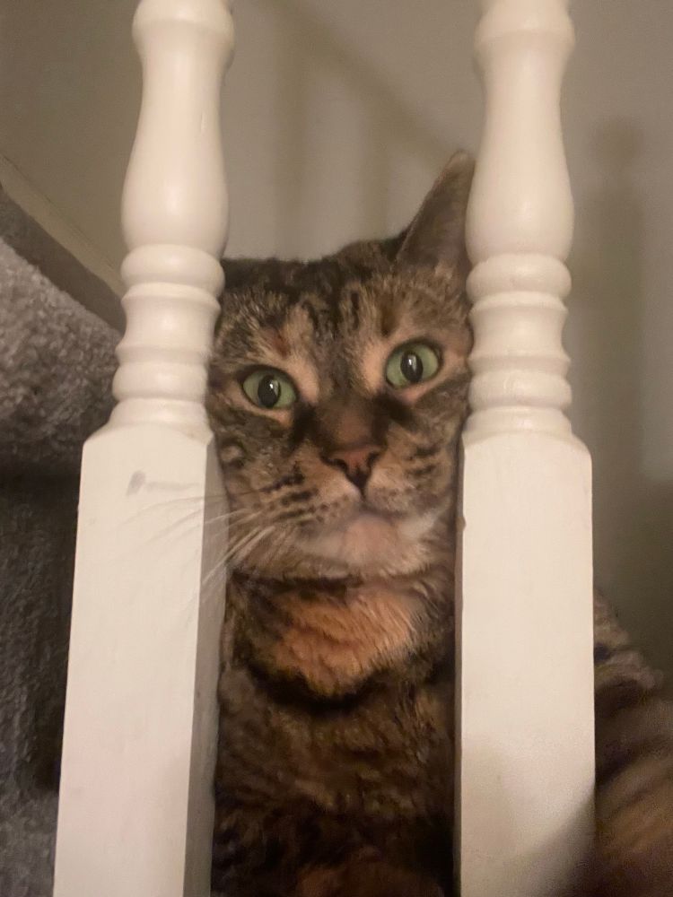 Tabby cat looking between bars - two stair banisters. 
