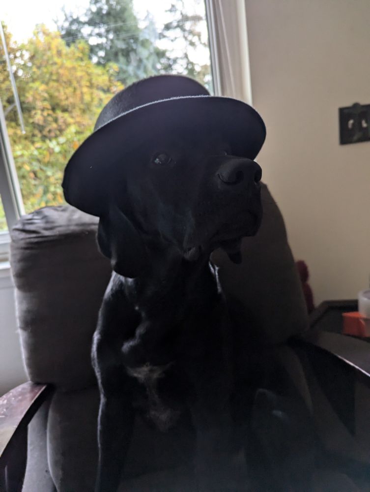 Black lab wearing a fedora