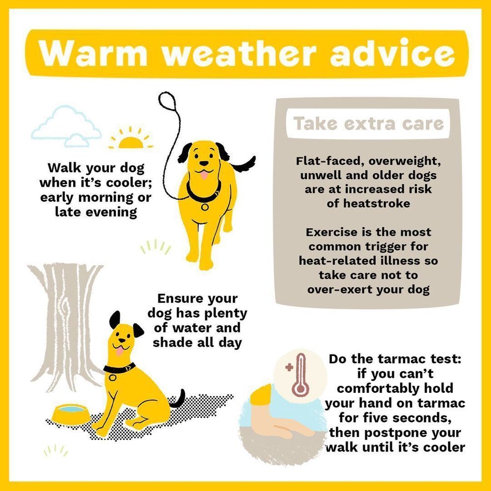 Infographic with warm weather advice for people looking after dogs.

Walk your dog when it's cooler; early morning or late evening.

Ensure your dog has plenty of water and shade all day.

Do the tarmac test: if you can't comfortably hold your hand on tarmac for five seconds, then postpone your walk until it's cooler.

Take extra care:
Flat faced, overweight, unwell and older dogs are at increased risk of heatstroke.

Exercise is the most common trigger for heat-related illness so take care not to over-exert your dog.