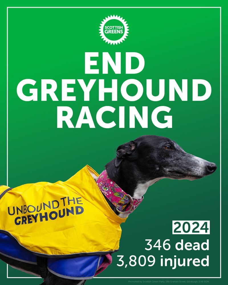 Image of a greyhound, with the text:
End Greyhound racing.
2024
346 dead
3,809 injured
