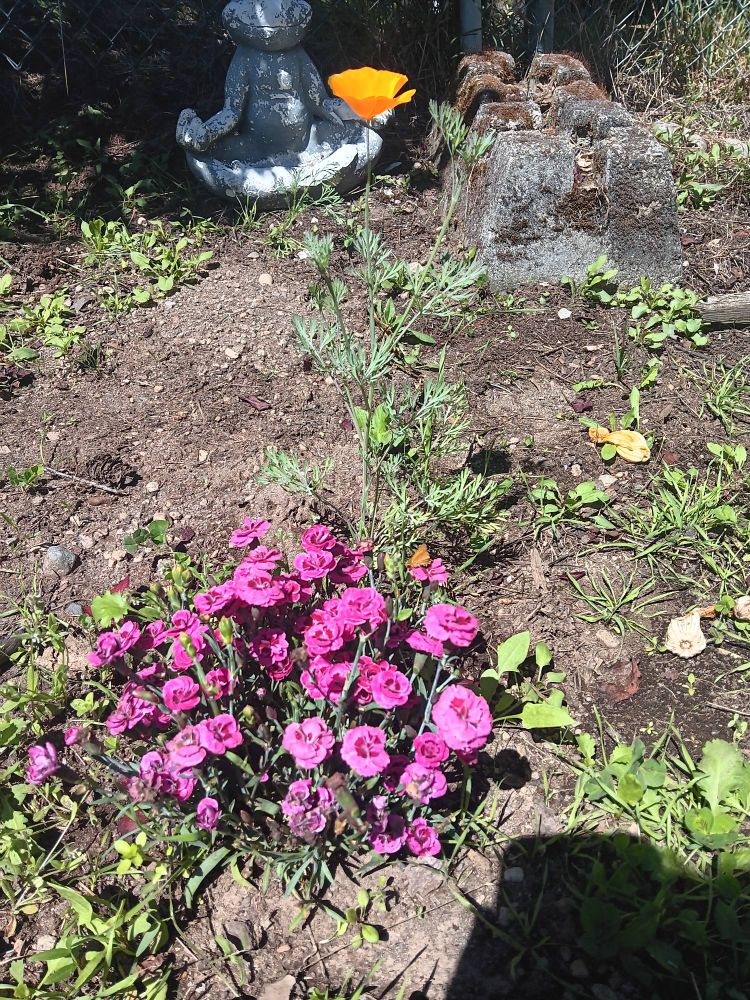 A bunch of pink flowers in front of 1 orange poppy with a frog statue deteriorating in the back