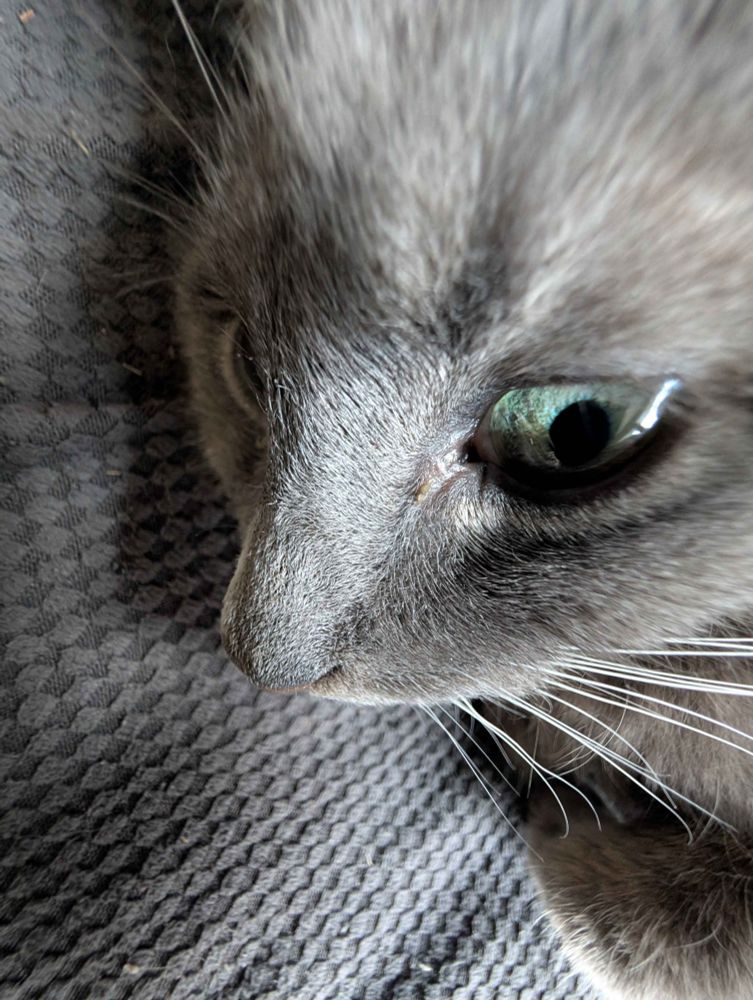 A strange angle of a Grey cat with green eyes 