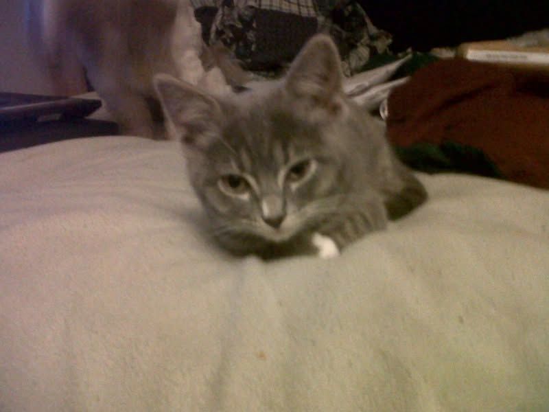 Small grey cat with white paws and lines around the eyes sitting on a pillow