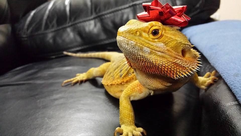 A bright yellow adult leatherback bearded dragon with a bright red Christmas bow on her head, looking healthy and happy.