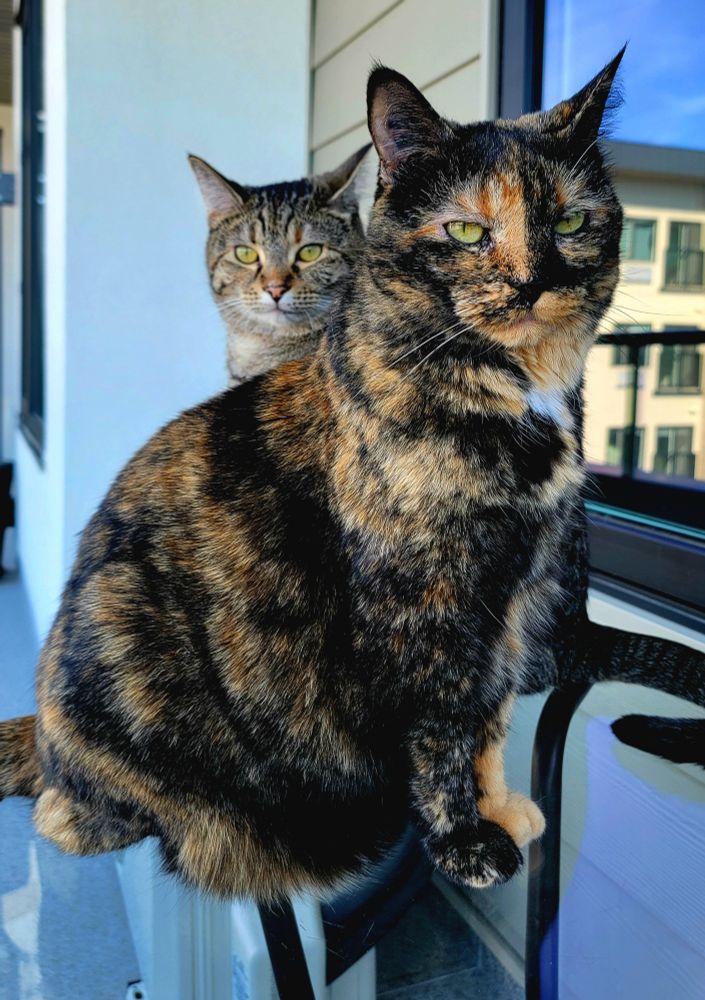 A tortie and a torbie cat sitting on a small table.
