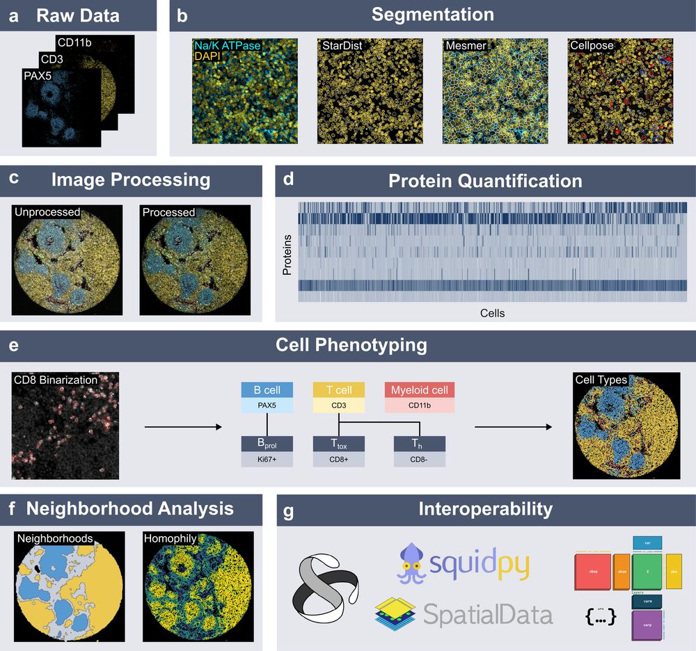 Spatialproteomics orchestrates workflows to analyze highly multiplexed images. It segments cells, processes images, quantifies proteins, predicts cell types, and provides neighborhood analysis methods, all while integrating into the scverse ecosystem.