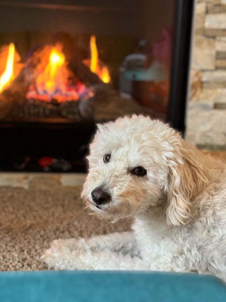 Dog named Tito sitting in front of fireplace looking at the camera
