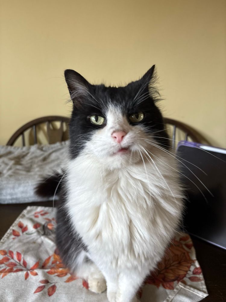 A black and white cat with a slight snaggle staring at the camera. He does not look impressed. 