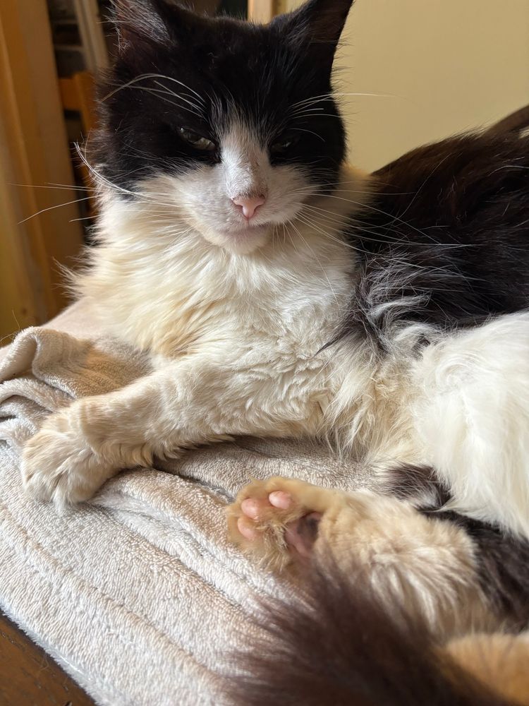 A black and white cat sat on a blanket. He’s looking towards the camera