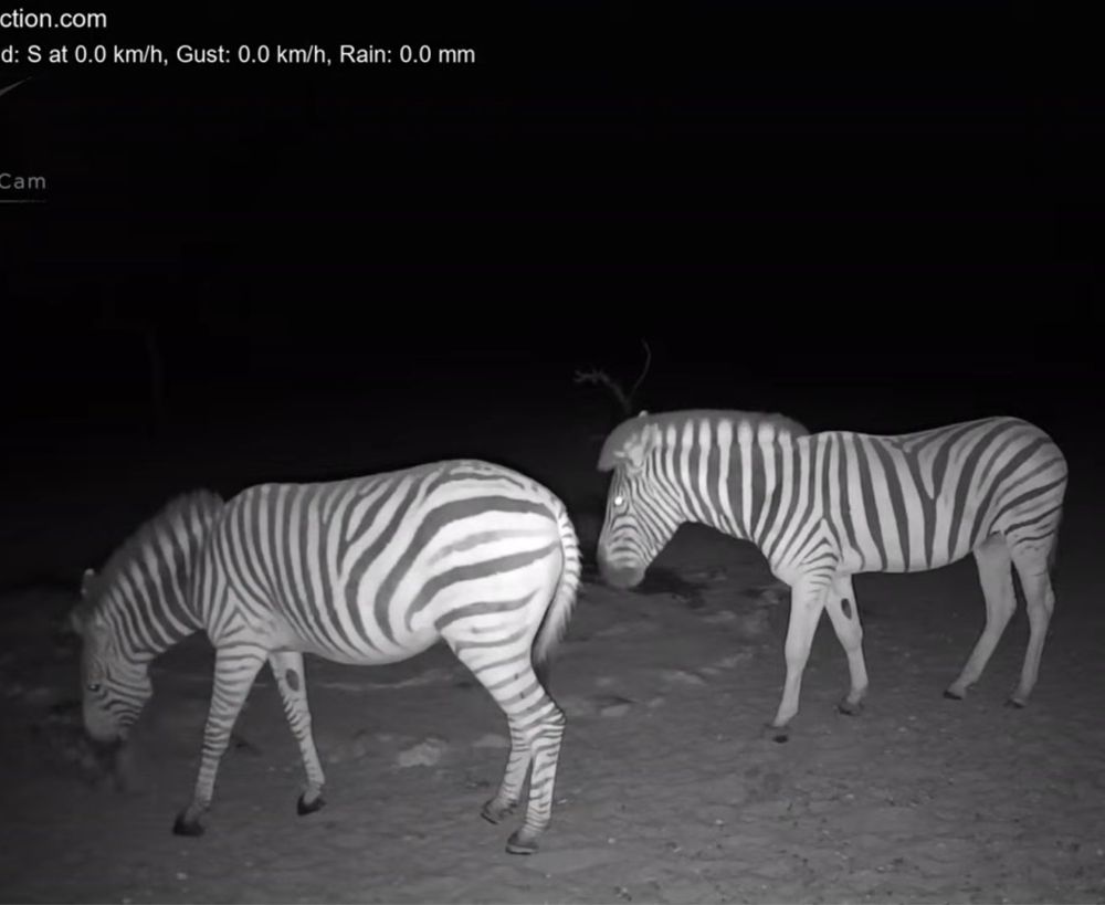 Screenshot from last night with Boomerang the zebra stallion and Mixy the hybrid zebra (burchells mum/hartmanns dad). Mixy is at a salt block and Boomerang is standing guard. IR mode at the NC waterhole. 