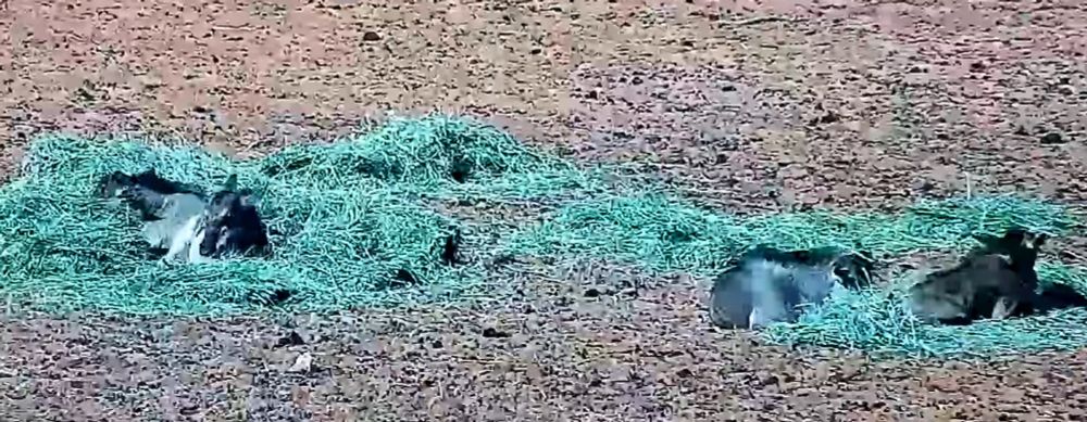 Gnu calves sat in the grass. Screenshot taken from the NamibiaCam Kalahari Cam. 