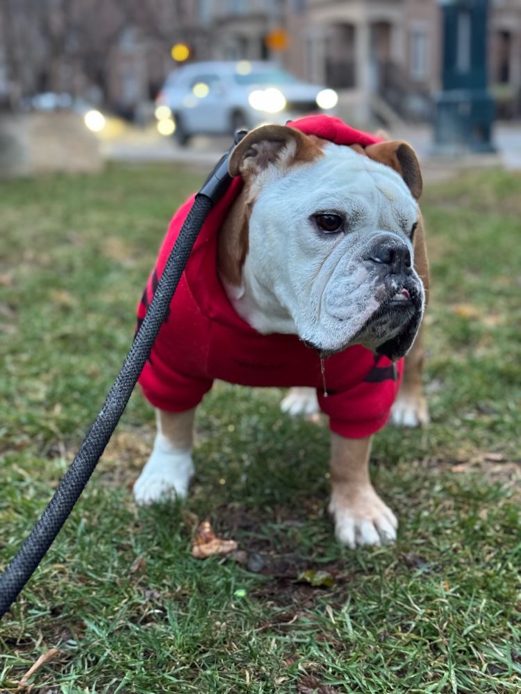 Norm the bulldog standing on the grass wearing a red hoodie.