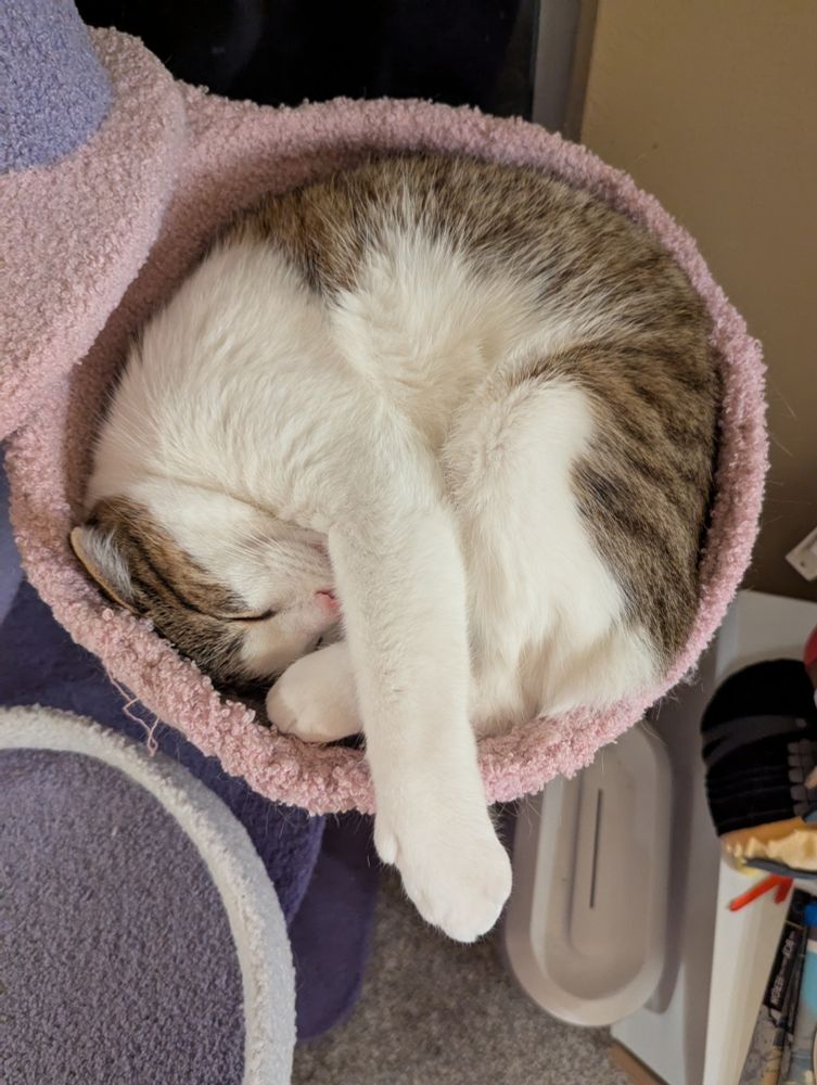 a brown and white cat curled up into almost a perfect circle in a hanging basket bed