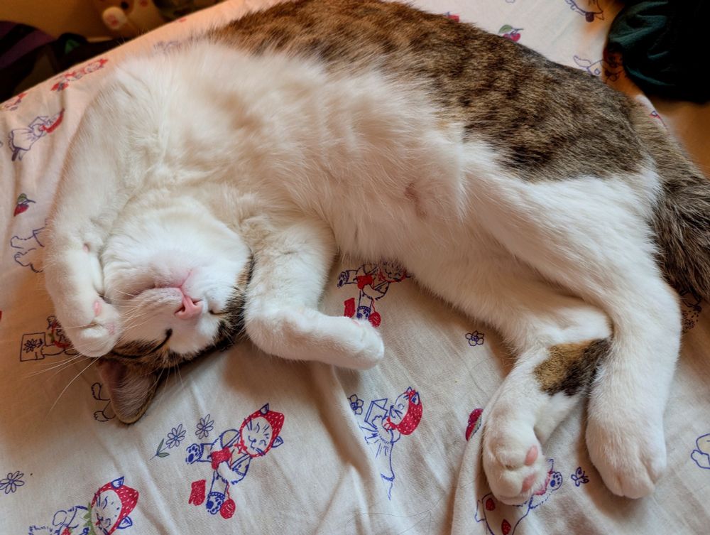 a brown and white cat doing that thing cats down where they roll over and show their bellies 