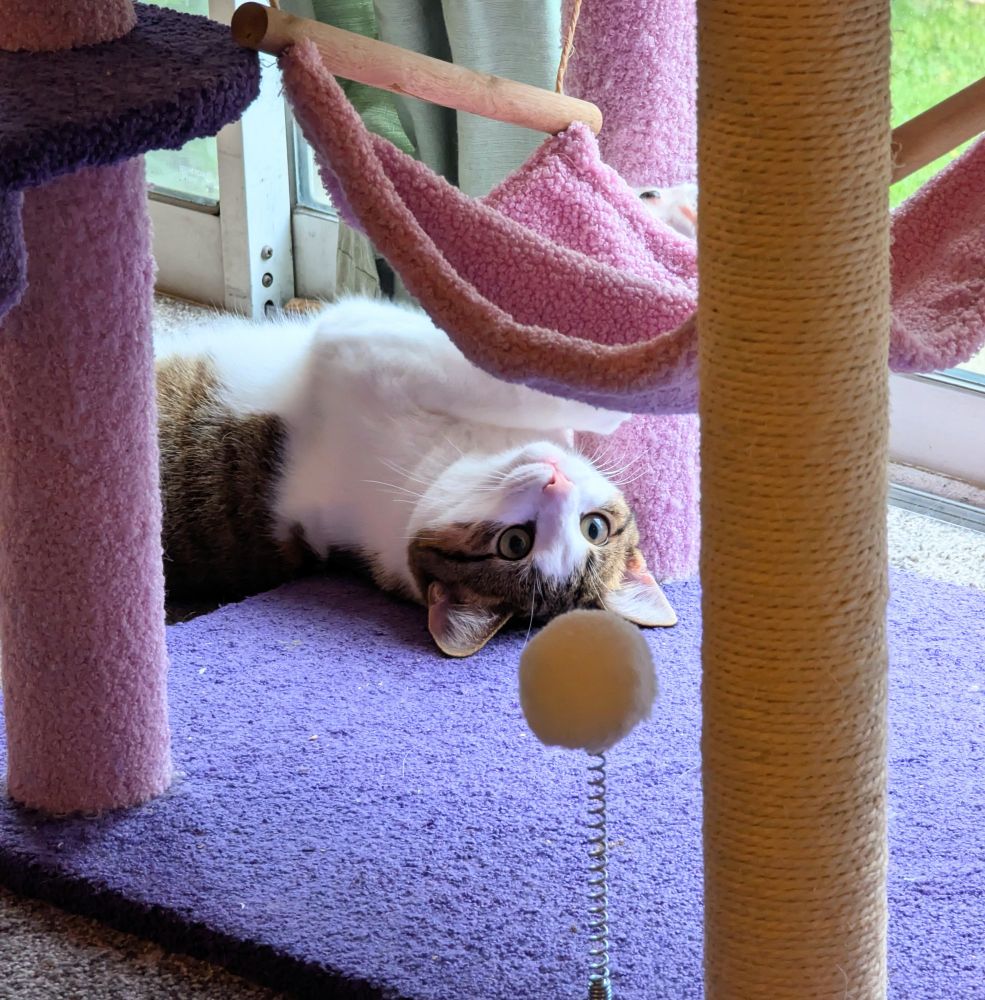 A brown and white cat laying upside down beneath a cat tower, with his eyes looking up (cutely) 